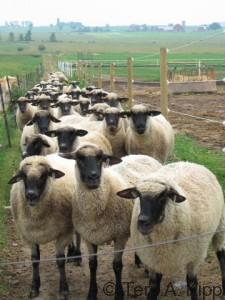 sheep-in-lane