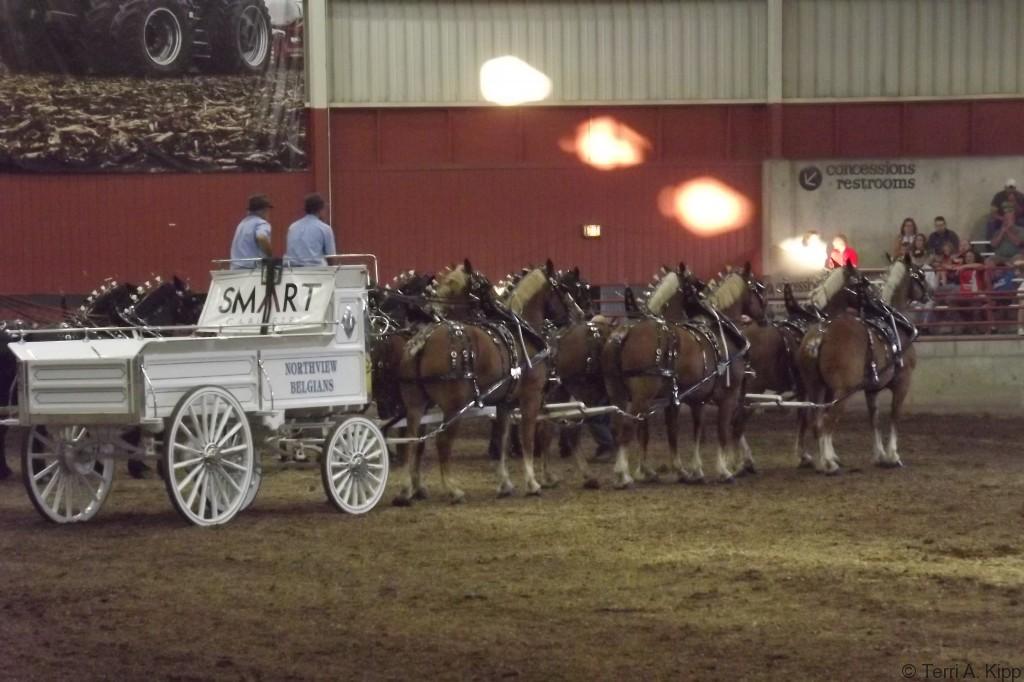 2014 Draft Horse Shows Grey Feather Farm Grey Feather Farm
