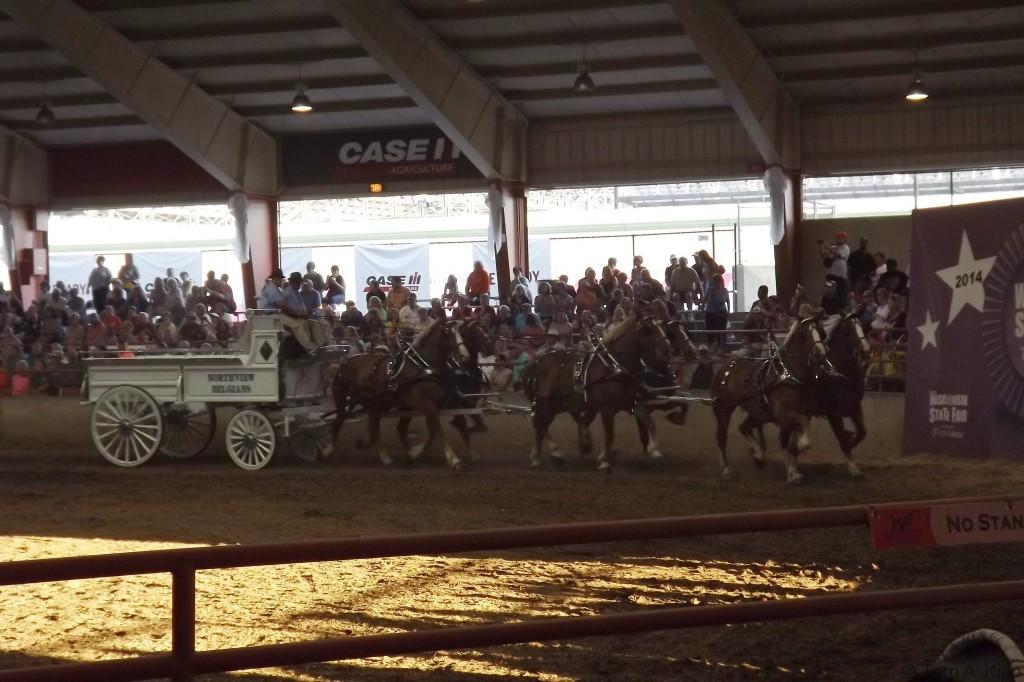 2014-draft-horse-shows-grey-feather-farm-grey-feather-farm